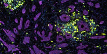 AG Digitale Pathologie 1