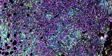 AG Digitale Pathologie 2